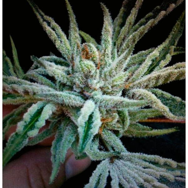 Semillas feminizadas Buddha Tahoe OG Kush de The Cali Connection para cultivo de cannabis