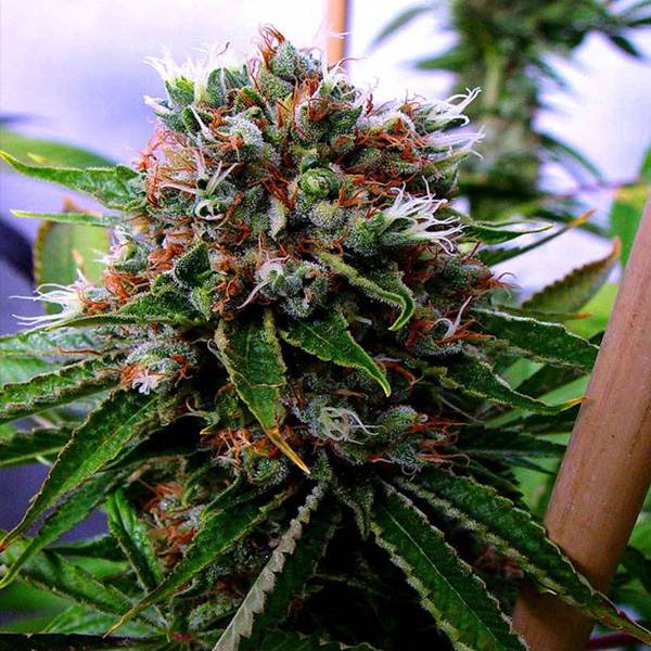 Semillas feminizadas Buddhas Sister de Soma Seeds para cultivo