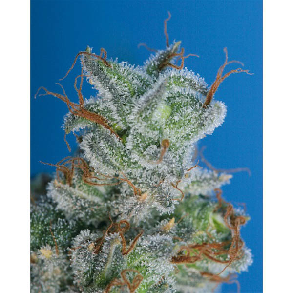 semillas regulares Burmese Kush para cultivo