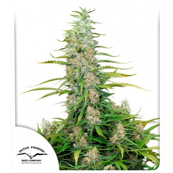 semilla feminizada C-Vibez de Dutch Passion para cultivo de cannabis