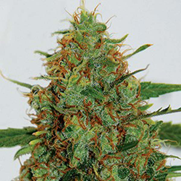semillas feminizadas C99 de G13 Labs para cultivo de cannabis