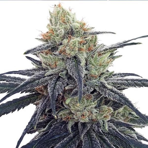 Semilla feminizada CBD 1:1 de Ace Seeds para cultivo