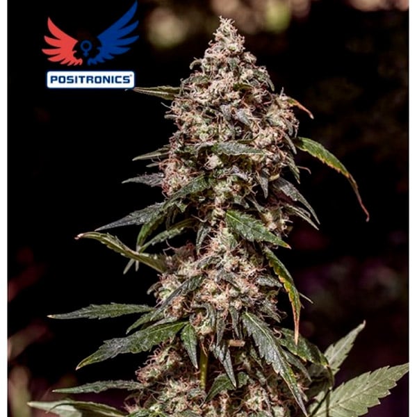 semillas feminizadas CBD+ 1:20 Positronics Seeds para cultivo