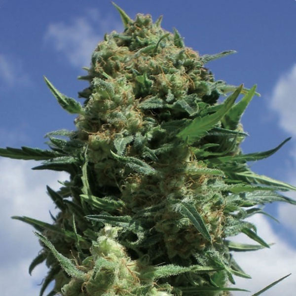 Semilla feminizada CBD Black Widow de Positronics Seeds para cultivo