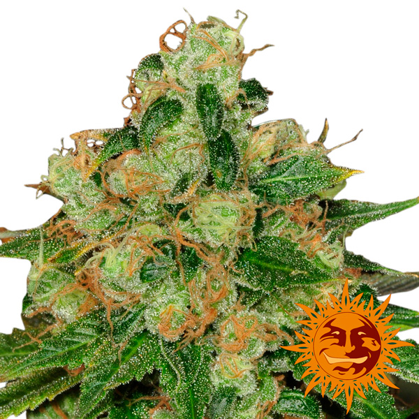 CBD Caramel regular Barneys Farm