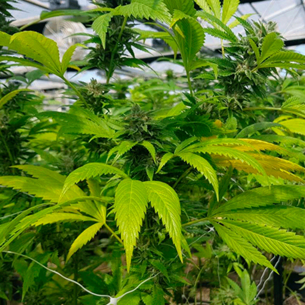 Paquete de semillas CBD Cheese de The Original Big Buddha Family Farms para cultivo de cannabis