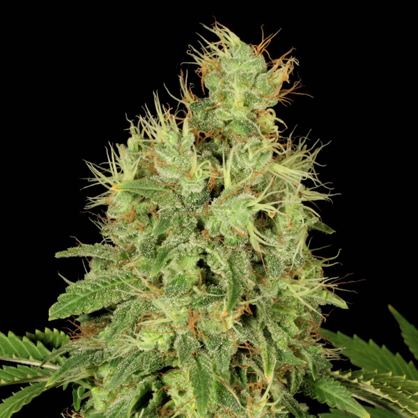 Semillas feminizadas CBD Chronic de Serious Seeds para cultivo