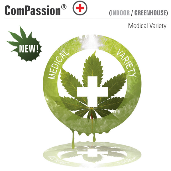 Tres semillas feminizadas CBD Compassion de Dutch Passion para cultivo de cannabis