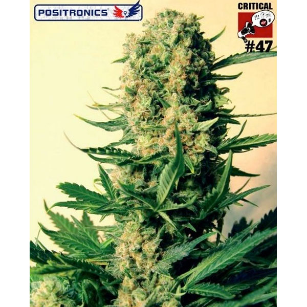 CBD Critical #47 feminizadas Positronics Seeds