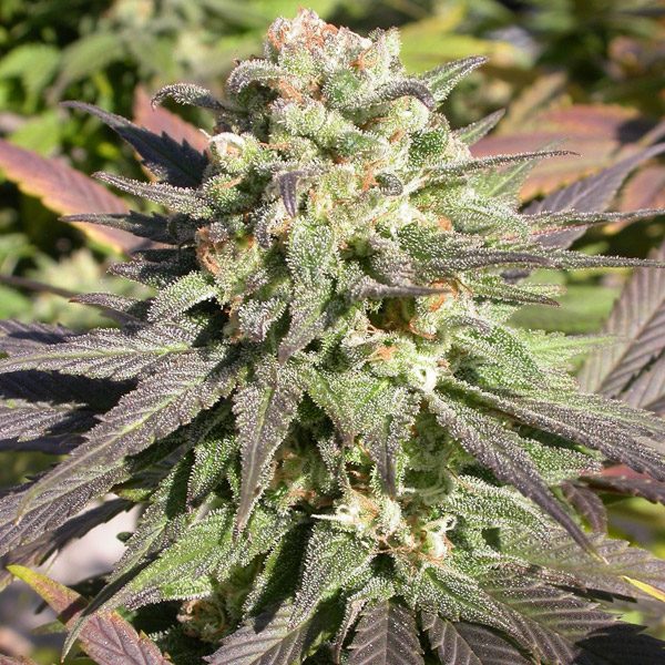 semillas feminizadas CBD Enriched Warlock de Serious Seeds para cultivo