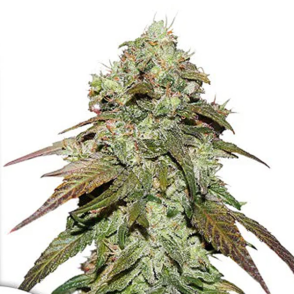 Semilla feminizada CBD Mazar de Dutch Passion para cultivo