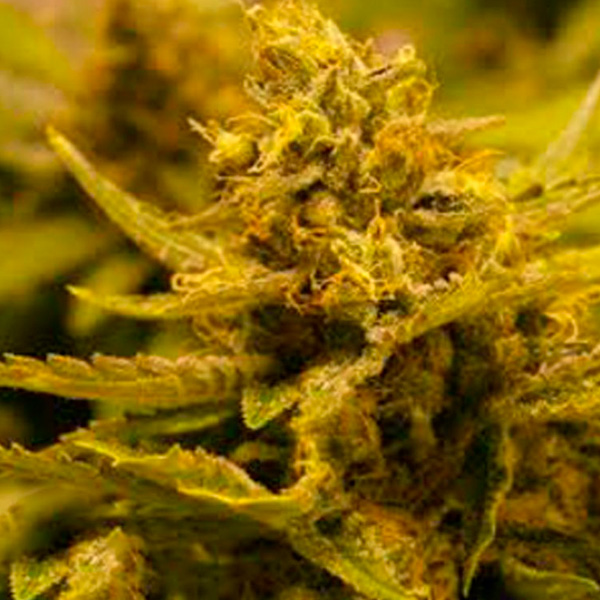 Semillas feminizadas CBD OG 6U de The Cali Connection para cultivo de cannabis