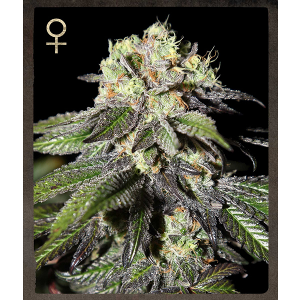 Planta de cannabis Caboose 3U feminizada, Strain Hunters