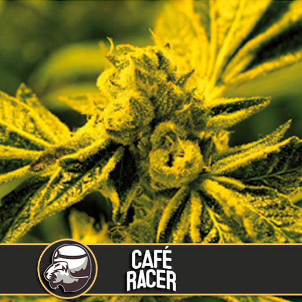 Semillas feminizadas Cafe Racer de Blimburn Seeds para cultivo