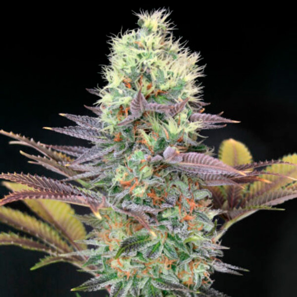 semilla feminizada Cali Bay Dream de Garden of Green Seeds