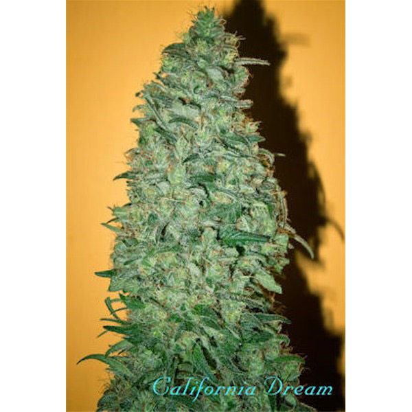 semilla feminizada California Dream de Mandala Seeds para cultivo