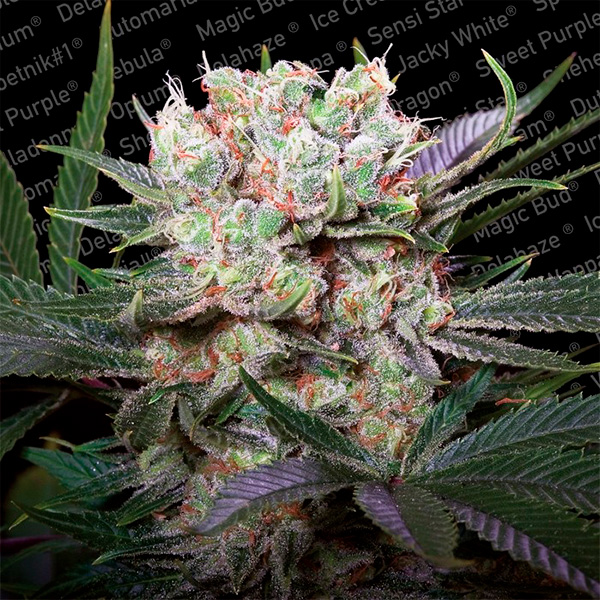 Tres semillas feminizadas California Gold de Paradise Seeds