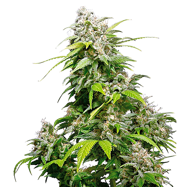 Semillas feminizadas California Indica para cultivo