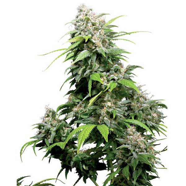 semillas California Indica regular de Sensi Seeds Bank para cultivo