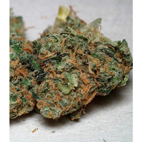 semillas feminizadas California Special de K.C. Brains para cultivo