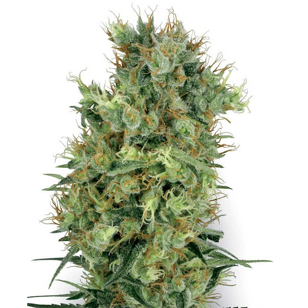semillas regulares Californian Orange Bud de White Label Seeds