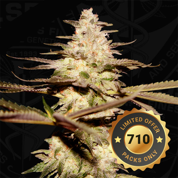 Semillas feminizadas Califunk 2.0 U Limited Pack de TH Seeds para cultivo