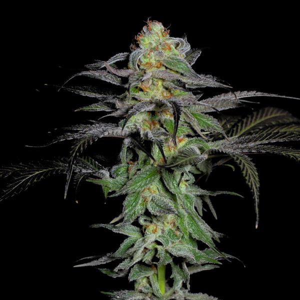 semillas feminizadas Calypso Fruit de One Shot Edition Grateful Seeds