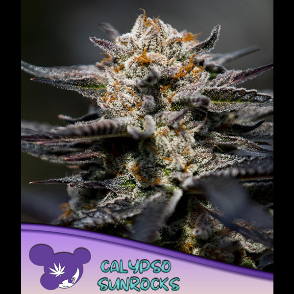 Tres semillas feminizadas Calypso Sunrocks para cultivo de cannabis