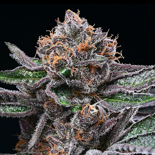 semillas feminizadas Candy Candy de Cookies Seed Bank para cultivo de cannabis