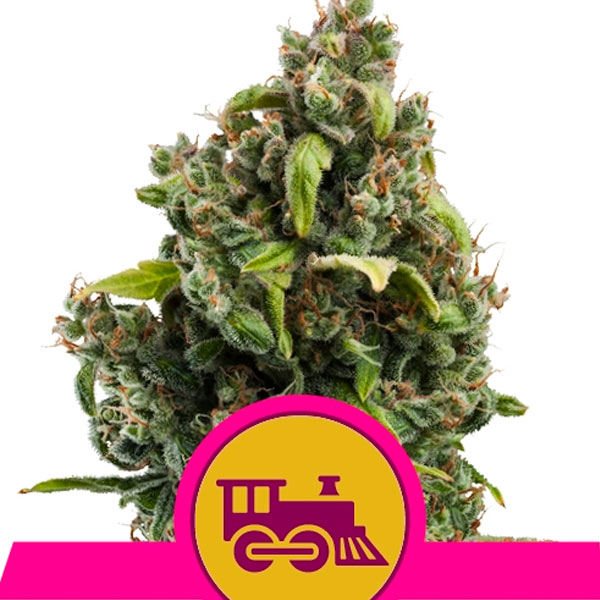 Flor de Cannabis Candy Kush Express Fast de Royal Queen, variedad feminizada