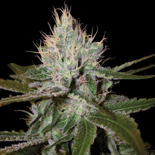 semillas feminizadas Cannalope Haze de DNA Genetics para cultivo