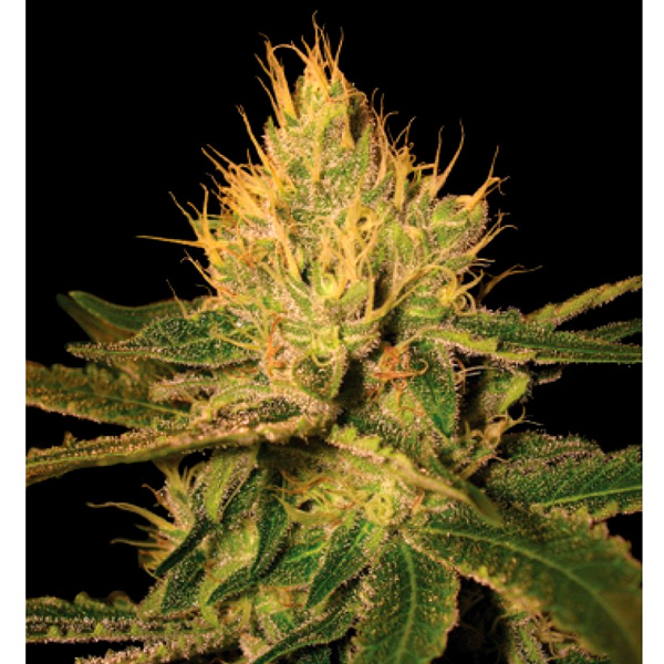 semillas de cannabis variedad Cannalope Haze de DNA Genetics