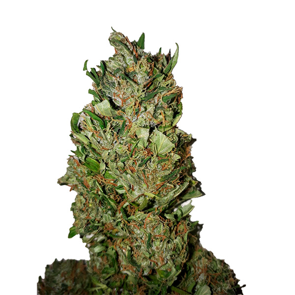 Racimos de flores feminizadas Cannatonic con CBD
