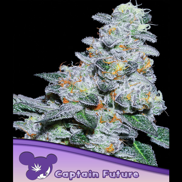 Tres semillas feminizadas Captain Future para cultivo de cannabis