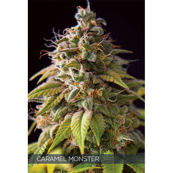 semillas feminizadas Caramel Monster de Vision Seeds para cultivo