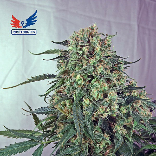 semilla feminizada Caramelice CBD de Positronics Seeds para cultivo