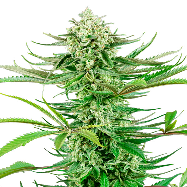 Semilla feminizada Cashew Kush de Sensi Seeds Research para cultivo