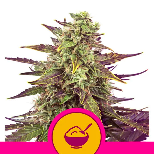 semilla feminizada Cereal Milk de Royal Queen para cultivo de cannabis