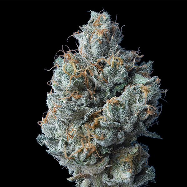 Imagen de semillas feminizadas Challah Cake de DNA Genetics para cultivo de cannabis