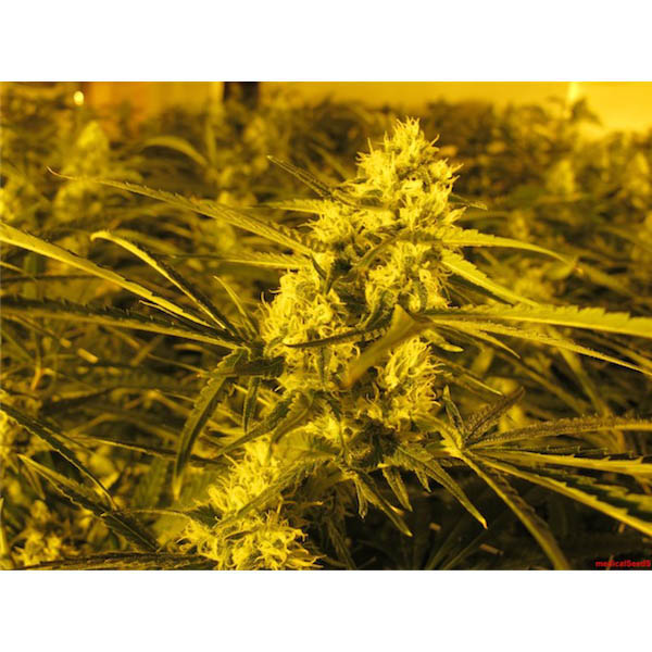 Semillas de cannabis Medical Seeds para cultivo