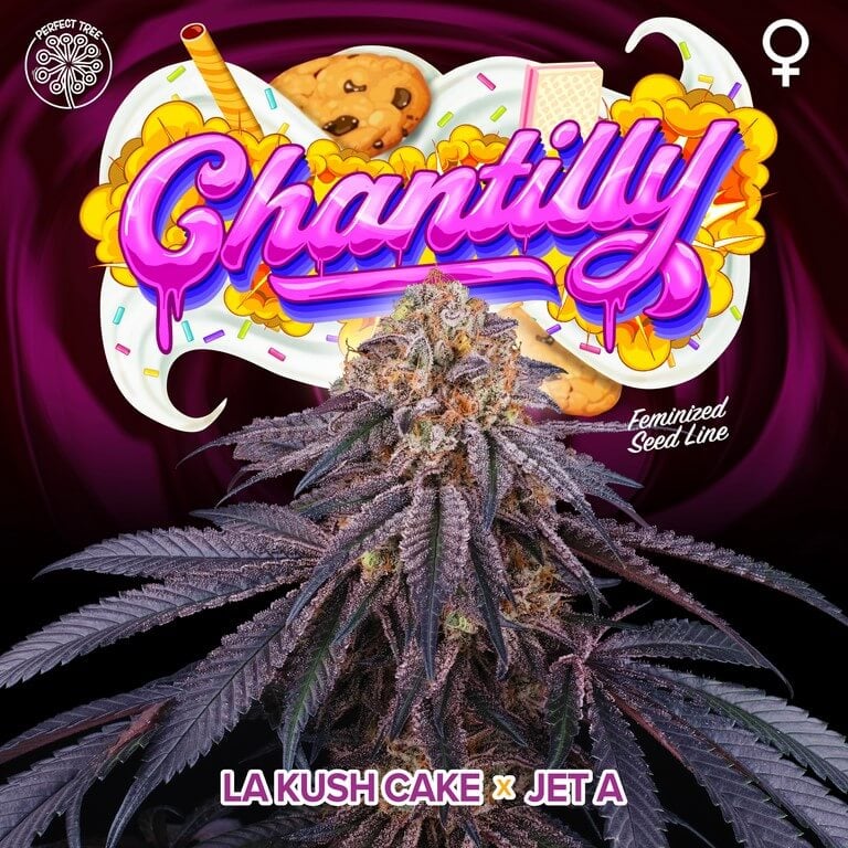 semillas feminizadas Chantilly de Perfect Tree para cultivo