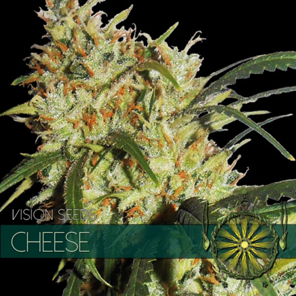 semillas feminizadas Cheese de Vision Seeds para cultivo de cannabis