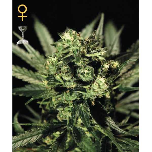 Planta de cannabis Cheese 5U feminizada en maceta