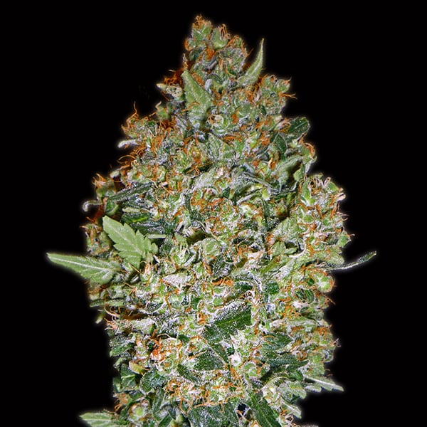 semillas feminizadas Cheese Berry para cultivo