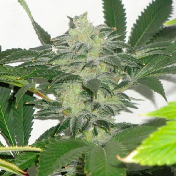 Semillas regulares Chem 3 OG de The Cali Connection para cultivo