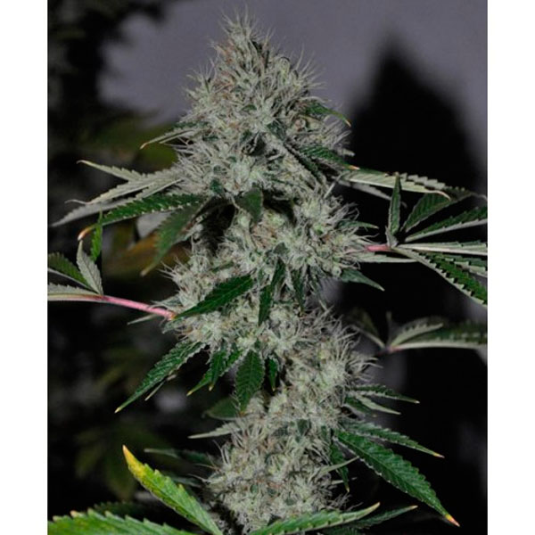 semillas feminizadas Chem 4 OG de The Cali Connection para cultivo