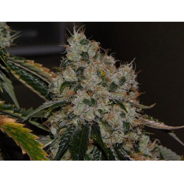 Semillas feminizadas Chem 91 de The Cali Connection para cultivo
