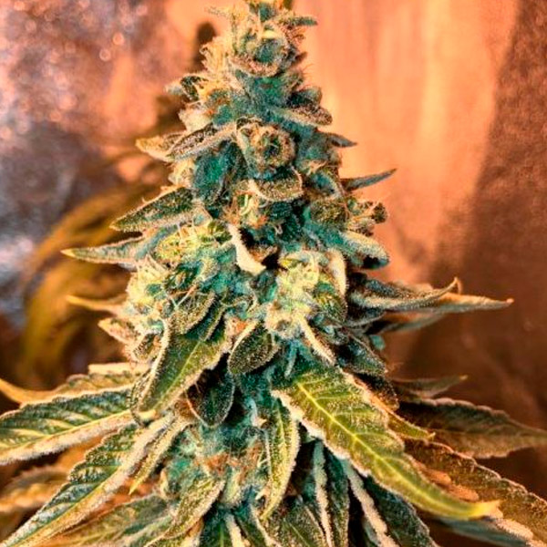 Semillas feminizadas Chem OG 4U para cultivo de cannabis