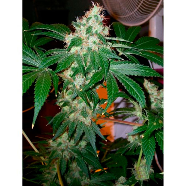 semillas feminizadas Chem Valley Kush de The Cali Connection para cultivo