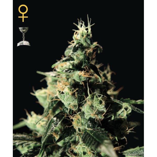 Planta Chemdog-5 feminizada para cultivo de cannabis